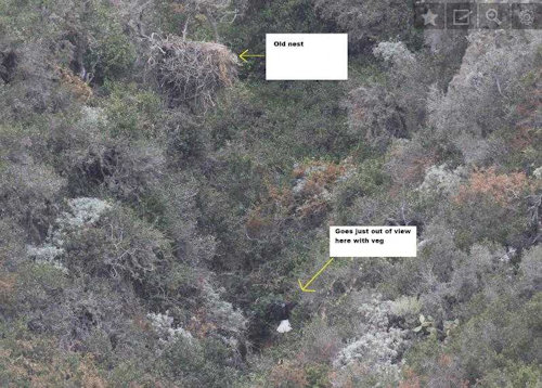 Bald Canyon Eagle Nest, San Clemente Island, California, courtesy of IWS