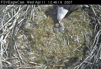 Fort St Vrain eaglets