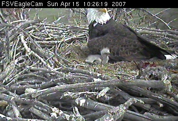 Fort St Vrain eaglets