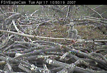 Fort St Vrain eaglets