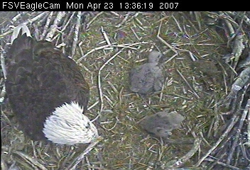 Fort St Vrain eaglets