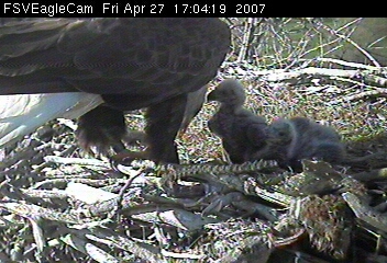 Fort St Vrain eaglets