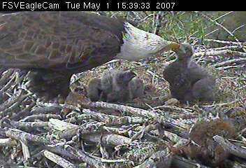 Fort St Vrain eaglets