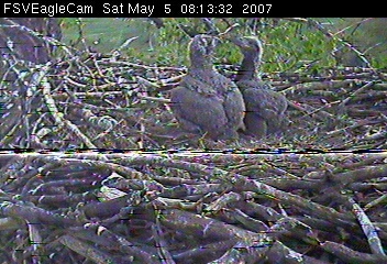 Fort St Vrain eaglets