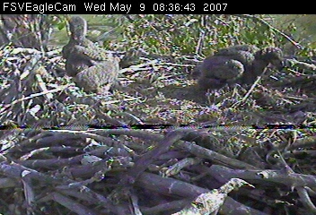 Fort St Vrain eaglets