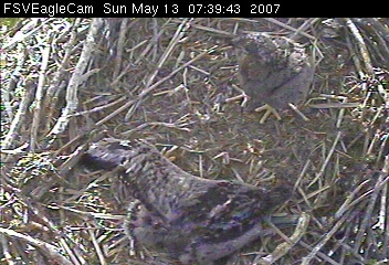 Fort St Vrain eaglets