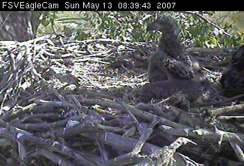 Fort St Vrain eaglets