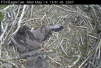 Fort St Vrain eaglets