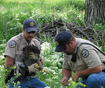Fort St Vrain eaglets
