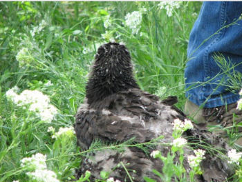 Fort St Vrain eaglets
