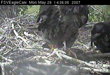 Fort St Vrain eaglets