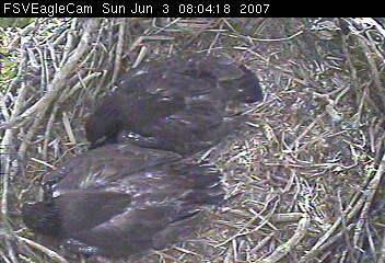 Fort St Vrain eaglets