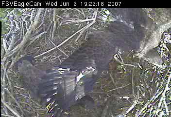 Fort St Vrain eaglets