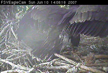 Fort St Vrain eaglets