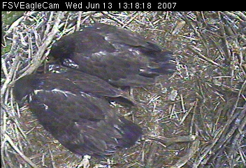 Fort St Vrain eaglets