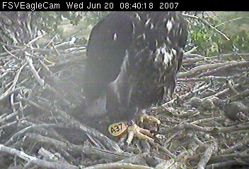 Fort St Vrain eaglets