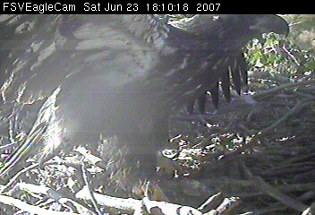 Fort St Vrain eaglets