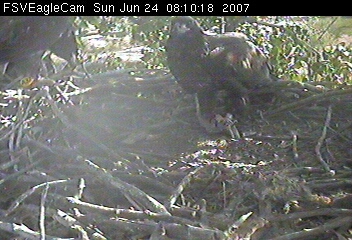 Fort St Vrain eaglets