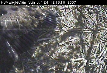 Fort St Vrain eaglets