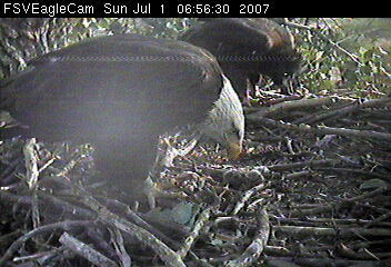 Fort St Vrain eaglets