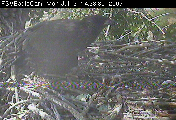 Fort St Vrain eaglets