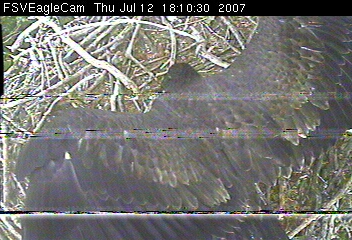 Fort St Vrain eaglets