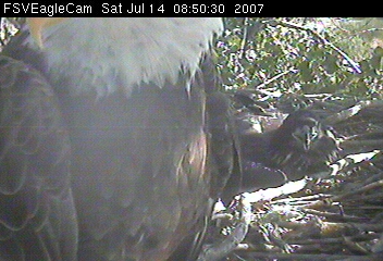 Fort St Vrain eaglet