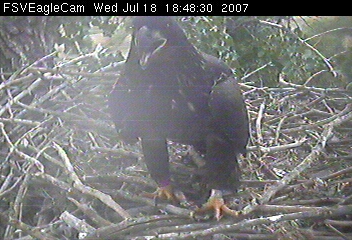 Fort St Vrain eaglet