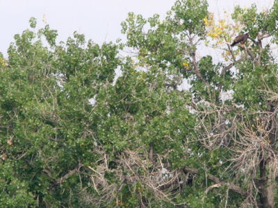 Fort St Vrain eaglet