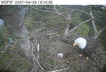 Puget Sound eaglet