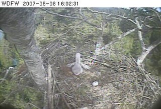 Puget Sound eaglet