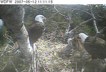 Puget Sound eaglet
