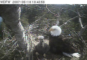 Puget Sound eaglet