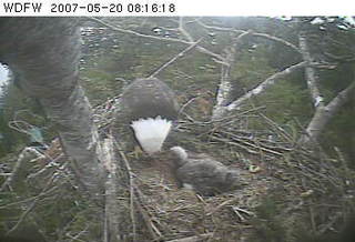 Puget Sound eaglet