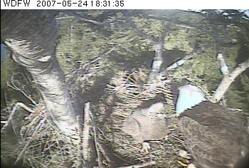 Puget Sound eaglet