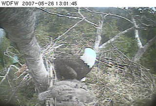 Puget Sound eaglet