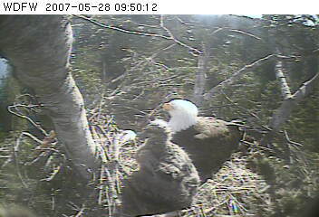 Puget Sound eaglet