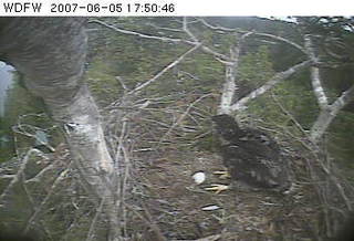 Puget Sound eaglet