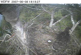 Puget Sound eaglet