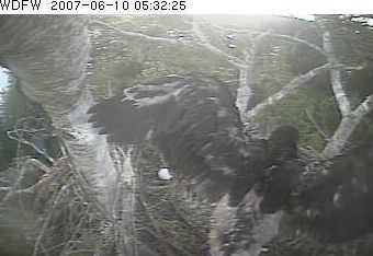 Puget Sound eaglet