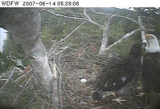 Puget Sound eaglet