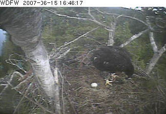 Puget Sound eaglet