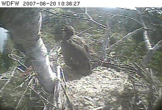 Puget Sound eaglet