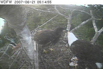 Puget Sound eaglet