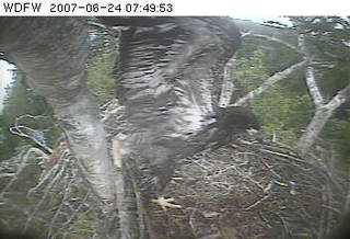 Puget Sound eaglet