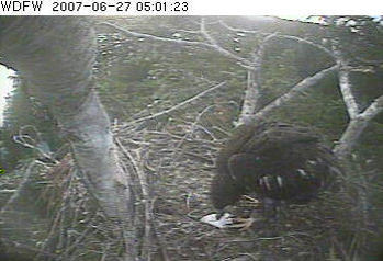 Puget Sound eaglet