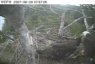 Puget Sound eaglet
