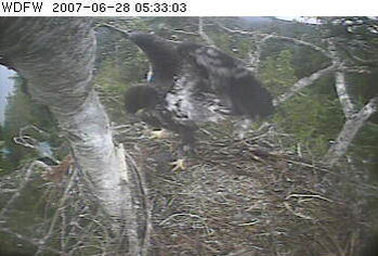 Puget Sound eaglet