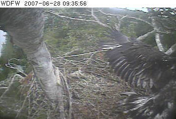 Puget Sound eaglet