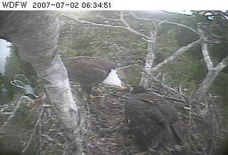 Puget Sound eaglet